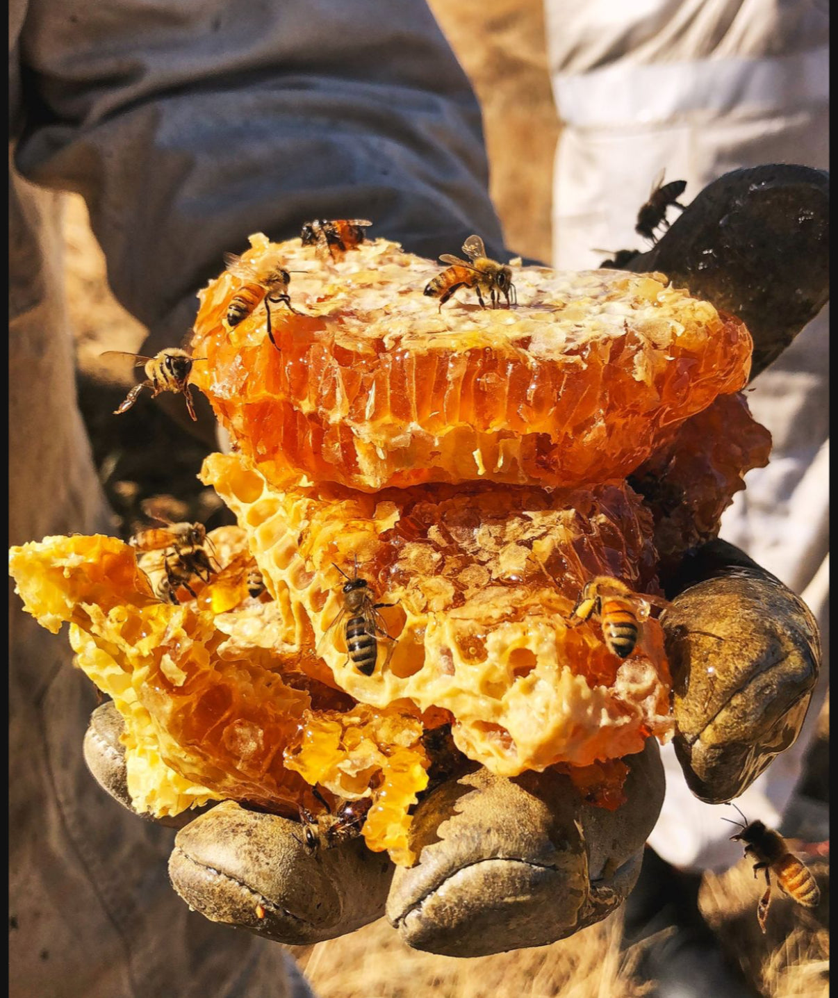 Beeline Organic Honey